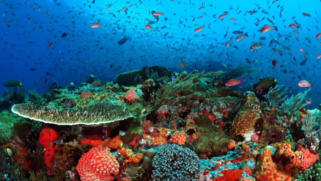 menyelami-kedalaman-laut-di-bunaken-surga-diving-di-sulawesi-utara