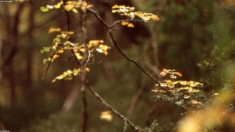 Menjelajahi Keindahan Liar Tasmania: Pulau di Ujung Selatan