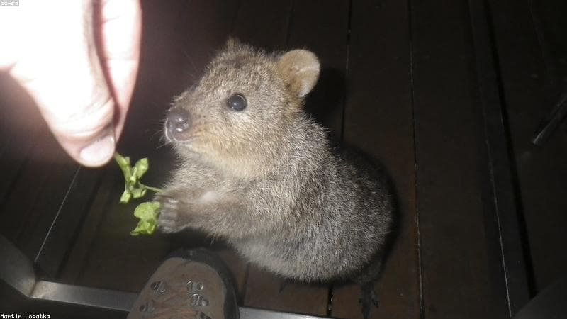 Berkenalan dengan Quokka: Mamalia Paling Bahagia di Rottnest Island